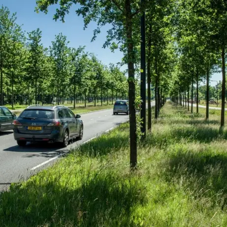 Auto's rijden over een weg langs een dubbele bomenrij met grasbermen