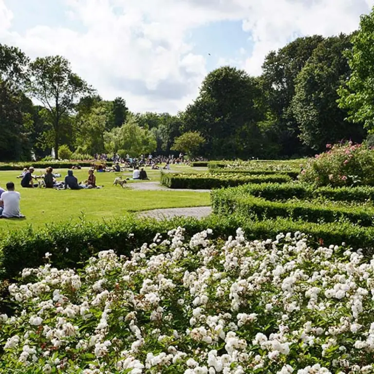 Rozenperk met witte rozen in een park met picknickende bezoekers