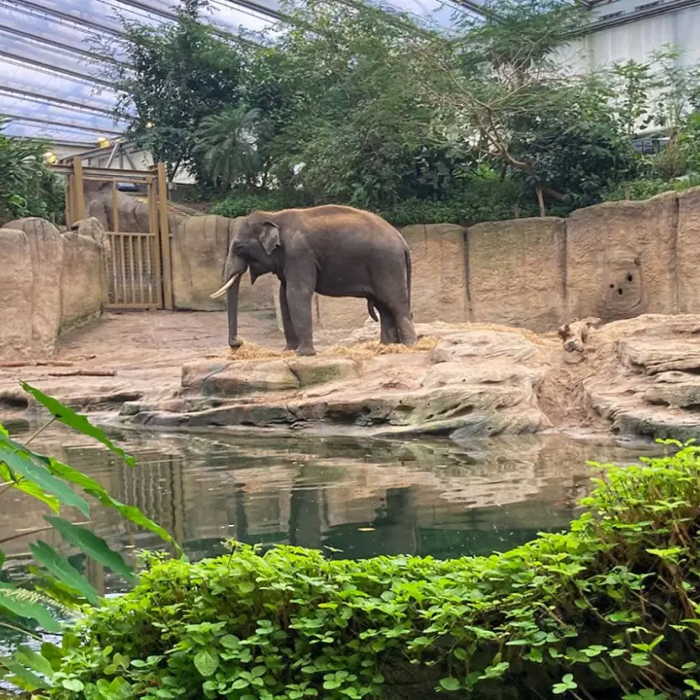 Twee olifanten op een rotspartij in een overdekt dierenverblijf