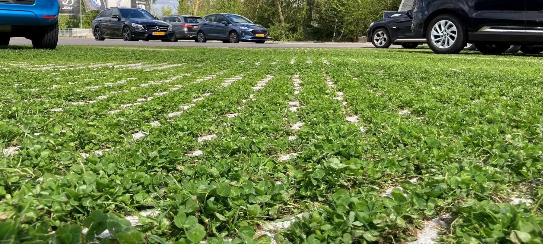 Met klaver begroeide parkeervakken vanaf de grond gezien, met auto's erachter